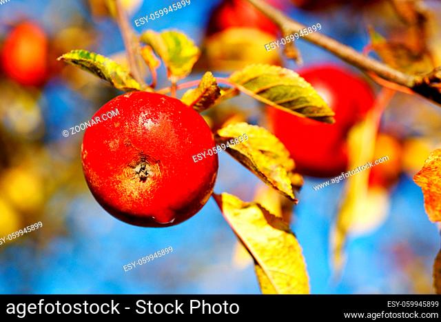 Red apples hanging from a tree