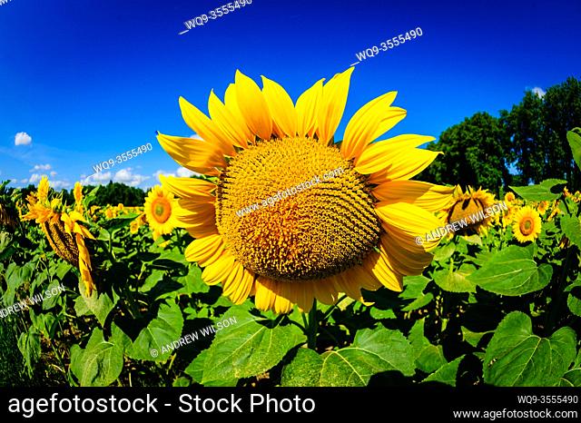 Sunflowers growing in the south of France