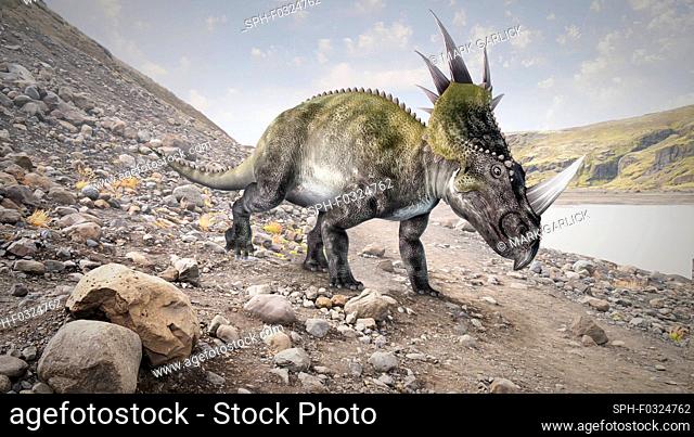 Artwork of the ceratopsian dinosaur styracosaurus. The ceratopsians were a diverse group of dinosaurs - the most celebrated member being triceratops - that...