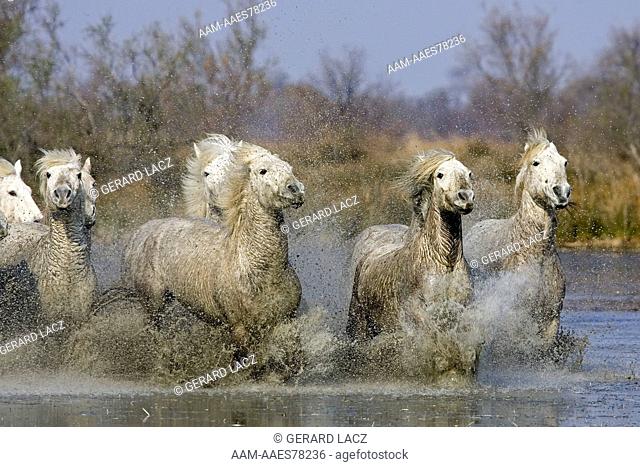 Camargue Horse, Herd Galloping Through Swamp, Saintes Marie De La Mer In The South Of France