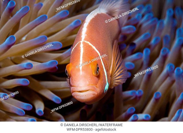 Pink Anemonefish, Amphiprion perideraion, Great Barrier Reef, Australia