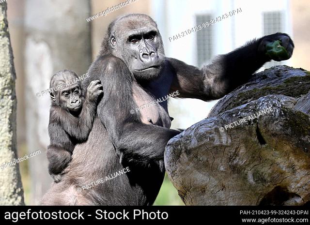 23 April 2021, Mecklenburg-Western Pomerania, Rostock: Mother Zola and son Moyo are out and about in the Darwineum's outdoor enclosure for the first birthday of...