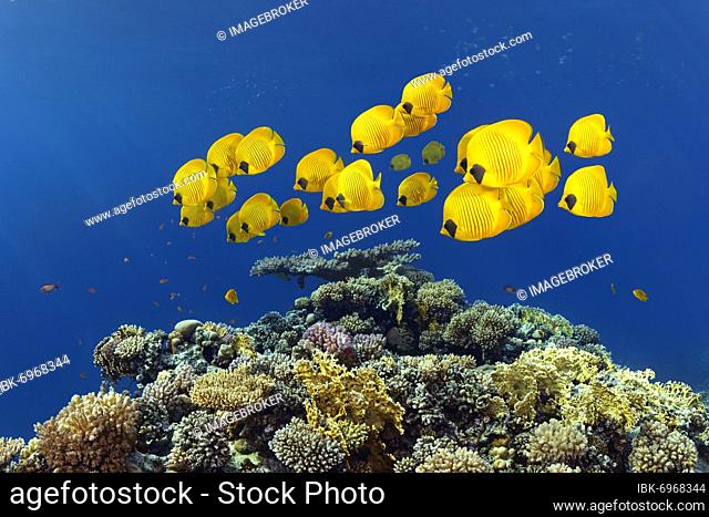 Shoal of masked butterflyfish (Chaetodo Semilarvatus) swimming over coral reef, Red Sea, Shaab Ruhr, Hurghada, Egypt, Africa