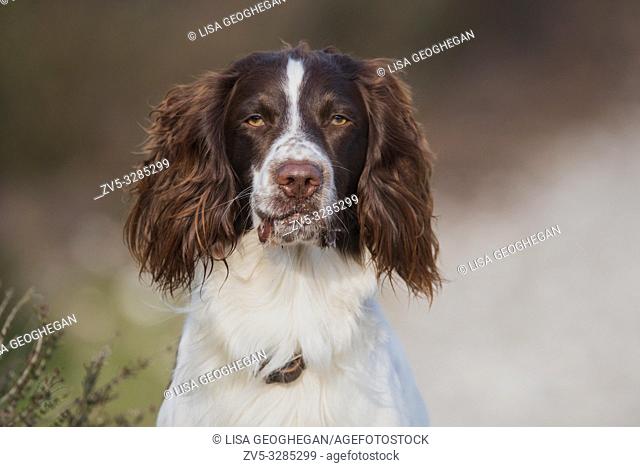 Portrait of a English Springer Spaniel Dog-Canis lupus familiaris