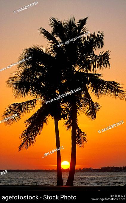 Palm tree in the sunset, Sanibel, Florida, USA, North America