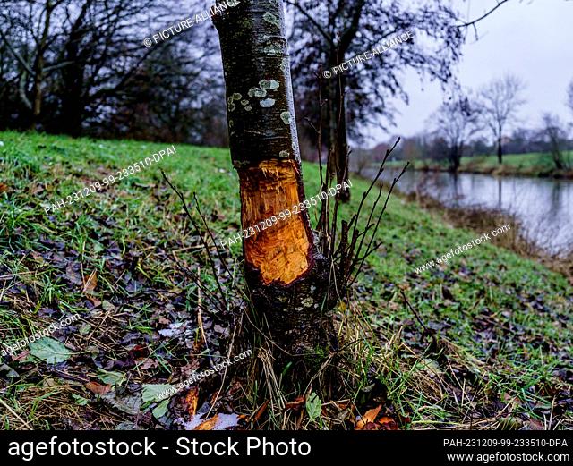 06 December 2023, Hesse, Frankfurt/Main: A tree on the banks of the Nidda shows clear bite marks from a beaver. According to the Municipal Parks Department