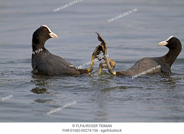 Common Coot Fulica atra two adults, fighting in water, Norfolk, England