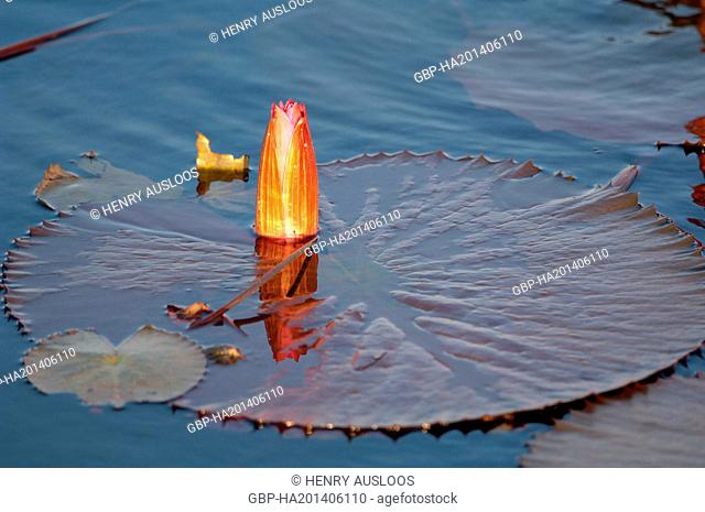 Red Indian water lily ( Nymphaea pubescens) - Closed flower - Thailand
