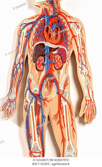 Anatomic model of the blood circulation of an adult human body. The blood circulates in the organisme through the systemic circulation: a network carrying the...