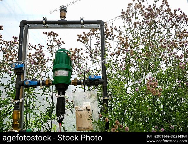 18 July 2022, Brandenburg, Michendorf: An irrigation control system overgrown with wildflowers. An approximately 1400-square-meter convertible greenhouse has...