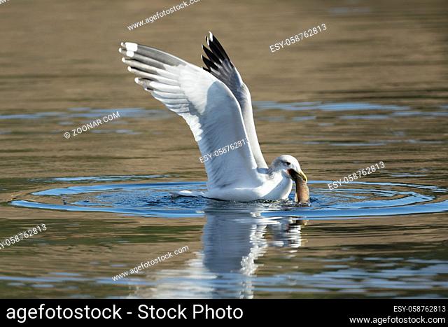 A seagull feeds on a fish on the calm lake in Coeur d'alene, Idaho
