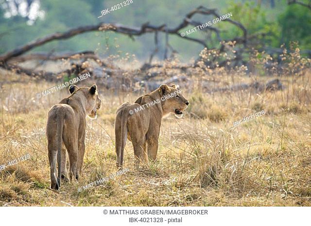 Lion (Panthera leo), two lionesses roam their territory, Kasane, Chobe National Park, Botswana