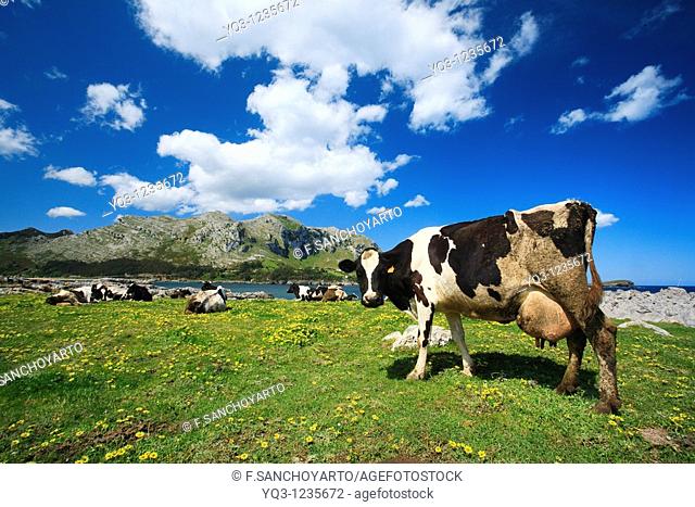 Cows grazing, El Najo, Islares, Castro Urdiales, Cantabria, Spain