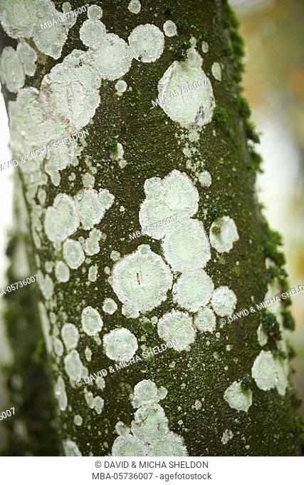 lichen, bark, common hornbeam, Carpinus betulus, Detail