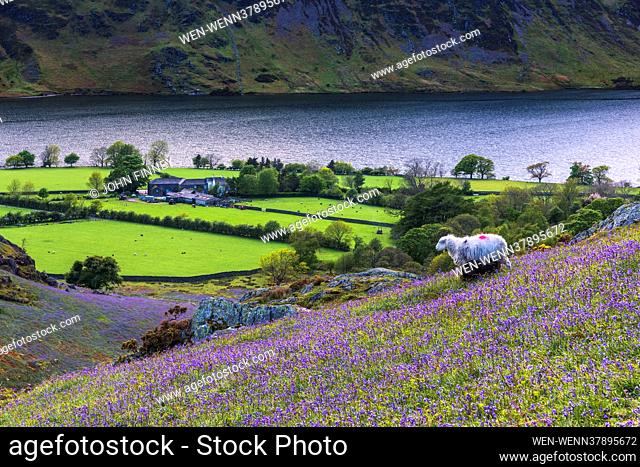 The stunning bluebells of Buttermere carpet the hill sides in the Lake District National park. England Featuring: Buttermere bluebells, Lake District