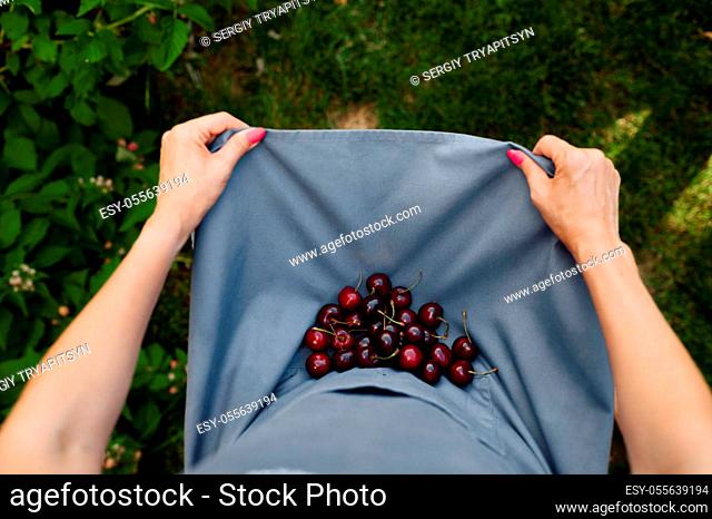 Woman shows fresh cherries in the garden, top view. Female gardener takes care of plants outdoor, gardening hobby, florist lifestyle and leisure