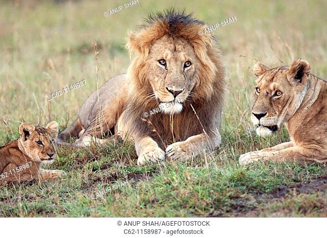 Mature male lion, lioness and cub aged 6-9 months lying in the grass -portrait- (Panthera leo), Maasai Mara National Reserve, Kenya