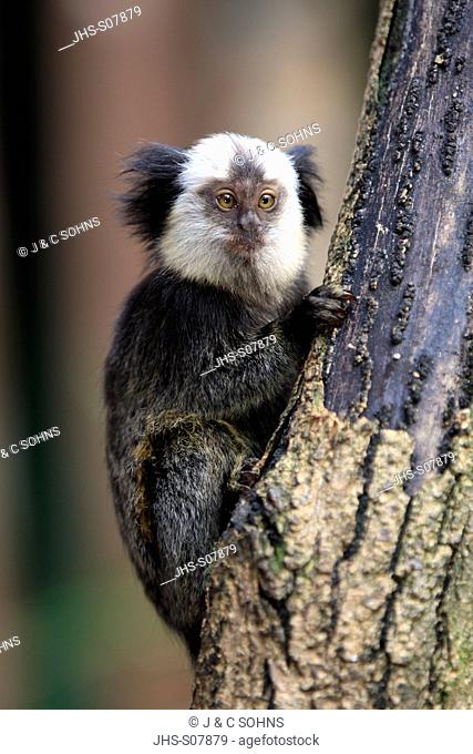White-Headed Marmoset, Tufted-Ear Marmoset, Geoffroy`s Marmoset, Callithrix geoffroyi, Brazil, South America, young on tree