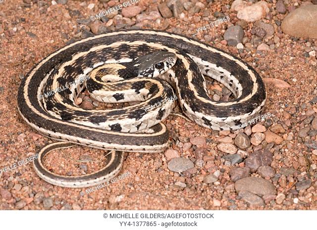 Black-necked garter snake, Thamnophis cyrtopsis, native to western United States and Mexico