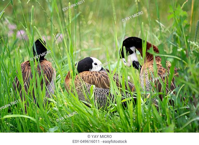 The white-faced whistling duck - Dendrocygna viduata. Ducks in the grass