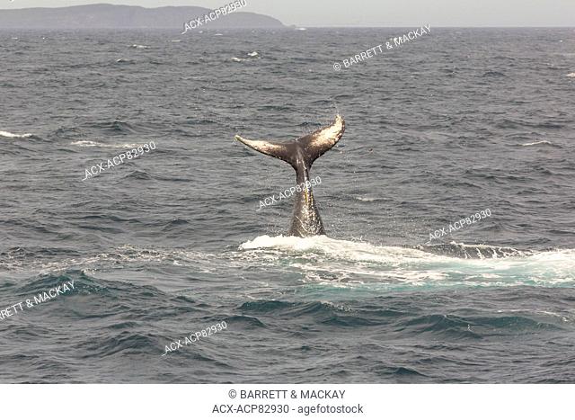 Humpback Whale tail lobbing, (Megaptera novaeangliae) Witless Bay Ecological Reserve, Newfoundland, Canada