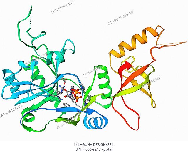 ATP dependent DNA ligase. Molecular model of ATP-dependent DNA ligase complexed with ATP (adenosine triphosphate). DNA ligase is an enzyme that binds two...