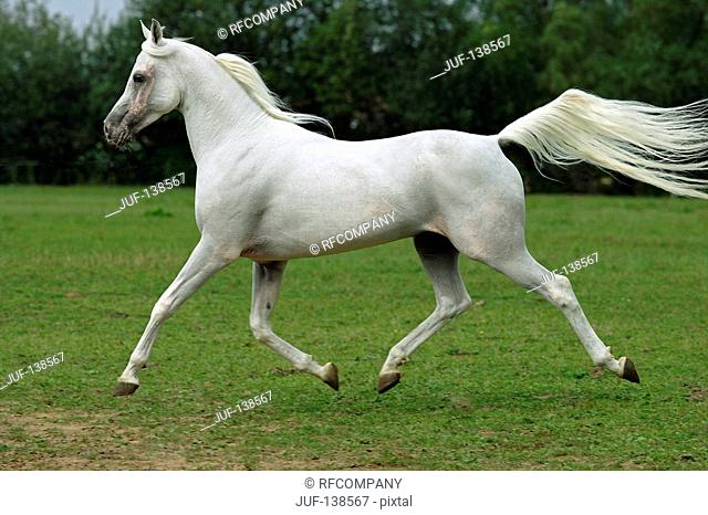 Arabian horse - walking on meadow