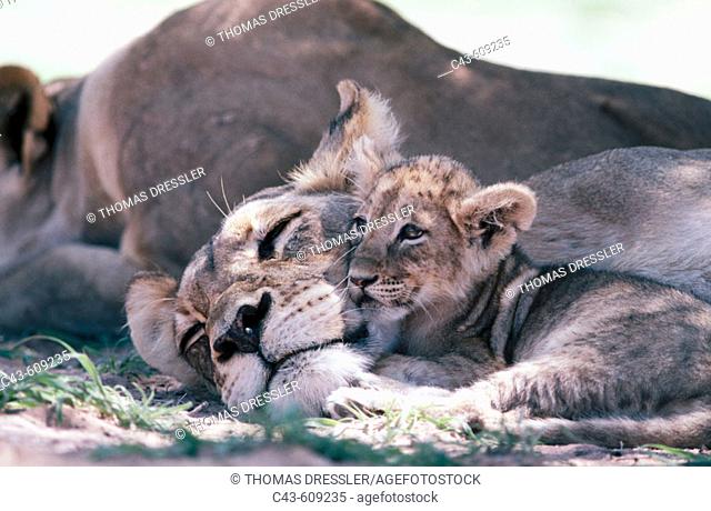 Lions (Panthera leo), Kgalagadi Transfrontier Park (formerly Kalahari-Gemsbok National Park), South Africa