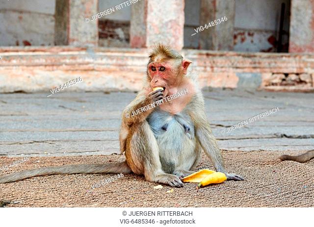 Bonnet macaque at Virupaksha Temple, Hampi, UNESCO world heritge site, Karnataka, India - Hampi, Karnataka, India, 14/02/2019