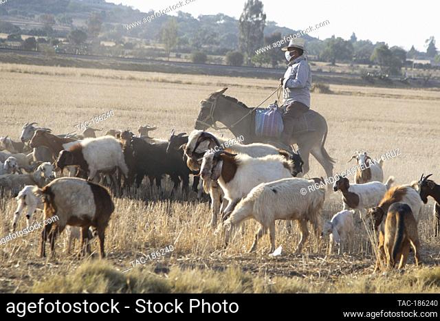 TEOTIHUACAN, MEXICO - MARCH 10: A rancher wears a protective mask, while taking his goats out to the field to grazing amid pandemic