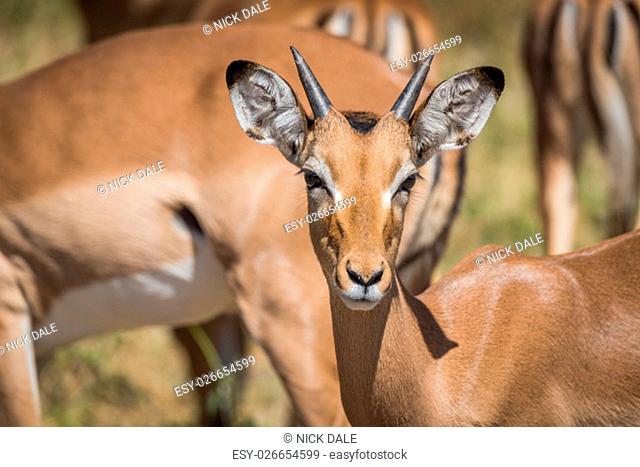 Close-up of young male impala facing camera