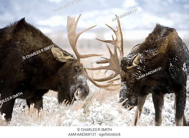 Bull Moose group in early winter snowfall in Grand Teton National Park, Wyoming 12/13/08 (alces americanus)