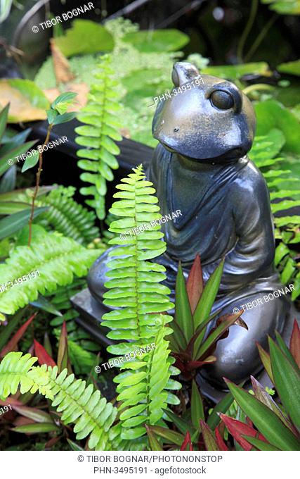 Hawaii, Big Island, Hilo, garden, frog statue, ferns