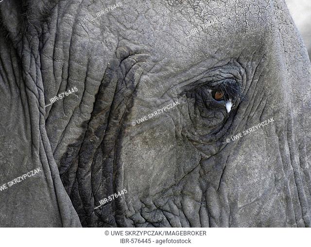 African Bush Elephant (Loxodonta africana), portrait with watery eye, Masai Mara, Kenya