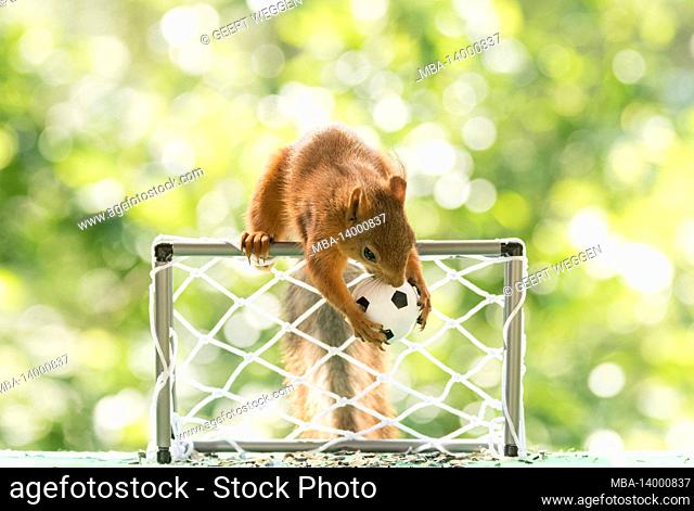 red squirrel is holding a football