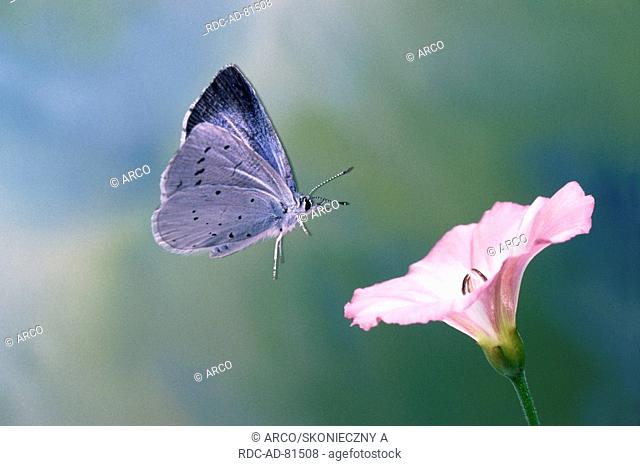 Holly Blue, Celastrina argiolus, side