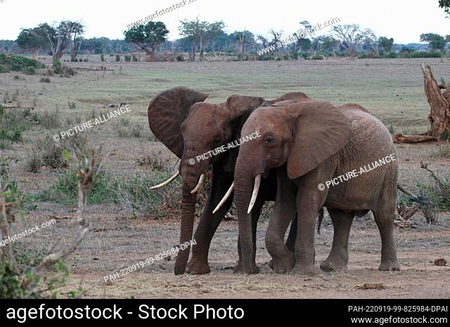 FILED - 24 August 2022, Kenya, Tsavo: Two young elephants walk through the Tsavo East National Park. Tsavo East is considered the largest national park in Kenya