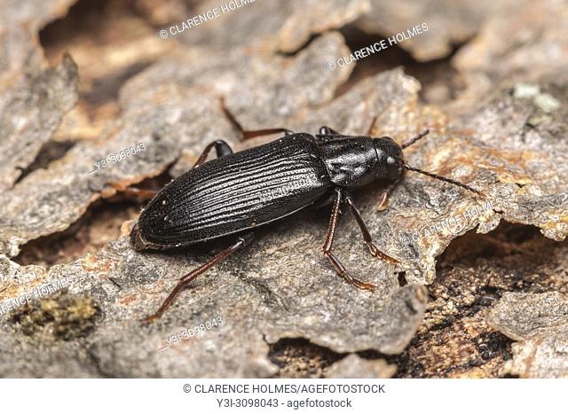A False Darkling Beetle (Melandrya striata) perches on the bark of a fallen dead tree