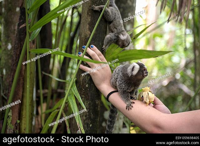 Tourists feed macaques with bananas. Paraty, Rio de Janeiro state, Brazil