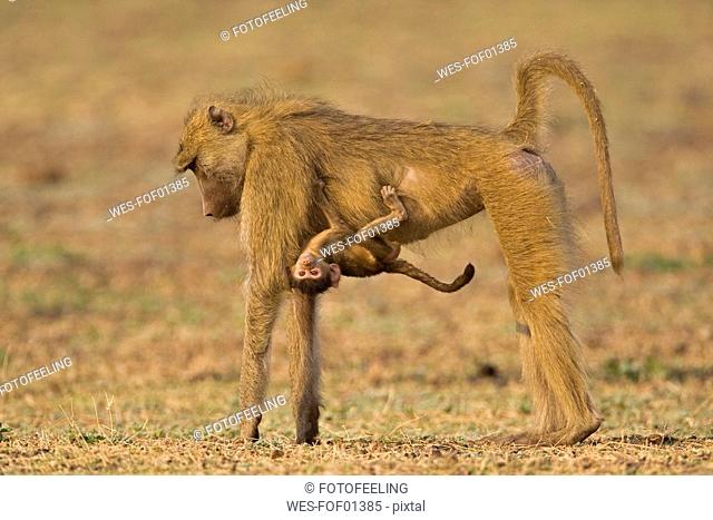 Africa, Sambia, Yellow baboon Papio cynocephalus carrying baby