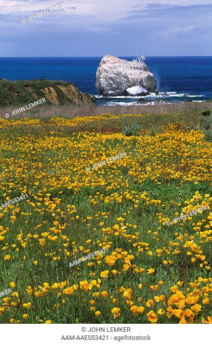 CA Poppies along Pacific Coast, Los Padres NF Area, CA, California