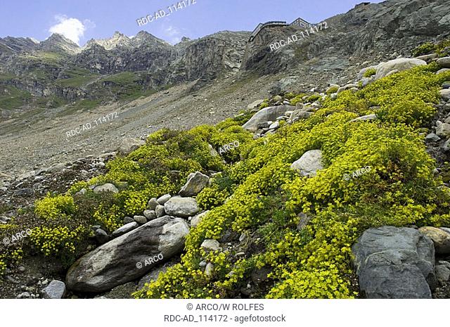 Yellow Saxifrage Hohe Tauern national park Austria Saxifraga aizoides