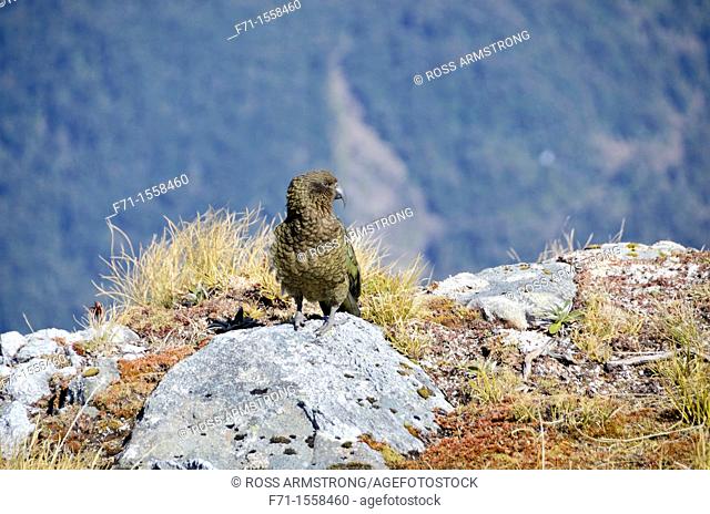 Kea, the worlds only alpine parrot, Nestor notabilis Dusky Sound Fiordland New Zealand