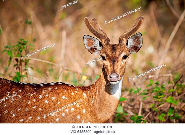 spotted deer or axis deer, Axis axis, Bandipur Tiger Reserve, Karnataka, India - Bandipur Tiger Reserve, Karnataka, India, 21/02/2019