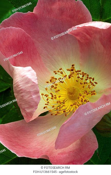 Close up of a single rose-deep pink with prominent yellow stamens