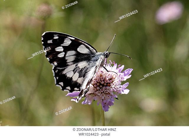 Melanargia galathea, Marbled White butterfly