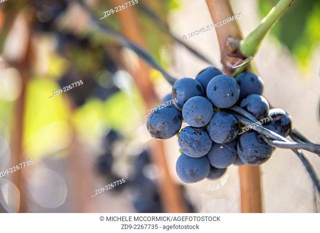 Clusters of grapes are heavy on the vine in a California vineyard at harvest time