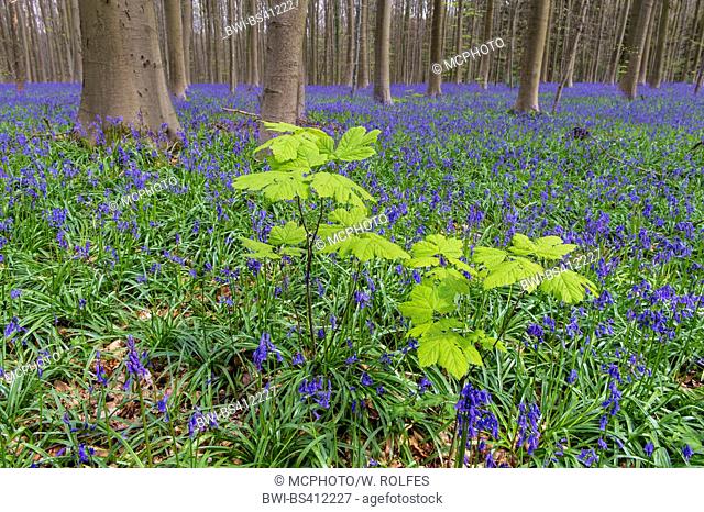 Atlantic bluebell (Hyacinthoides non-scripta, Endymion non-scriptus, Scilla non-scripta), spring in Hallabos, Belgium