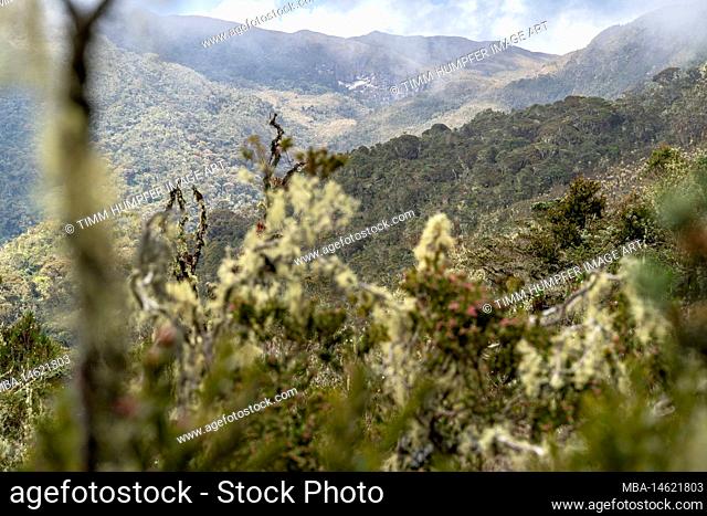 South America, Colombia, Departamento Antioquia, Colombian Andes, Urrao, Mystic landscape at ramo del Sol