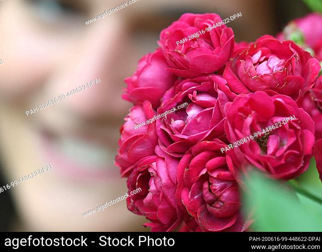 16 June 2020, Baden-Wuerttemberg, Baden-Baden: The climbing rose ""Perennial Red Domino"" is shown in the rose novelty garden on Beutig
